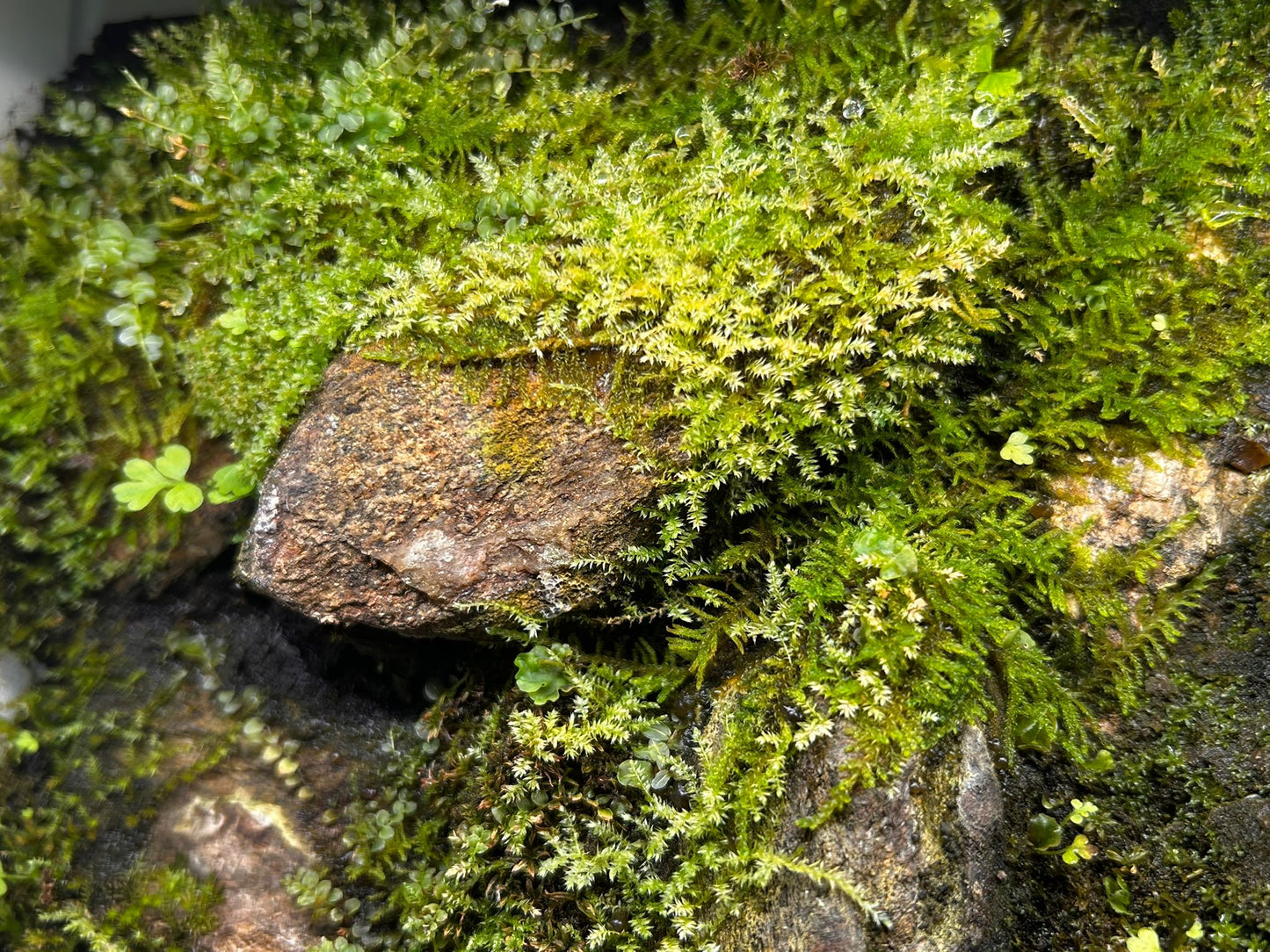 Ancient Italian Mountain Path