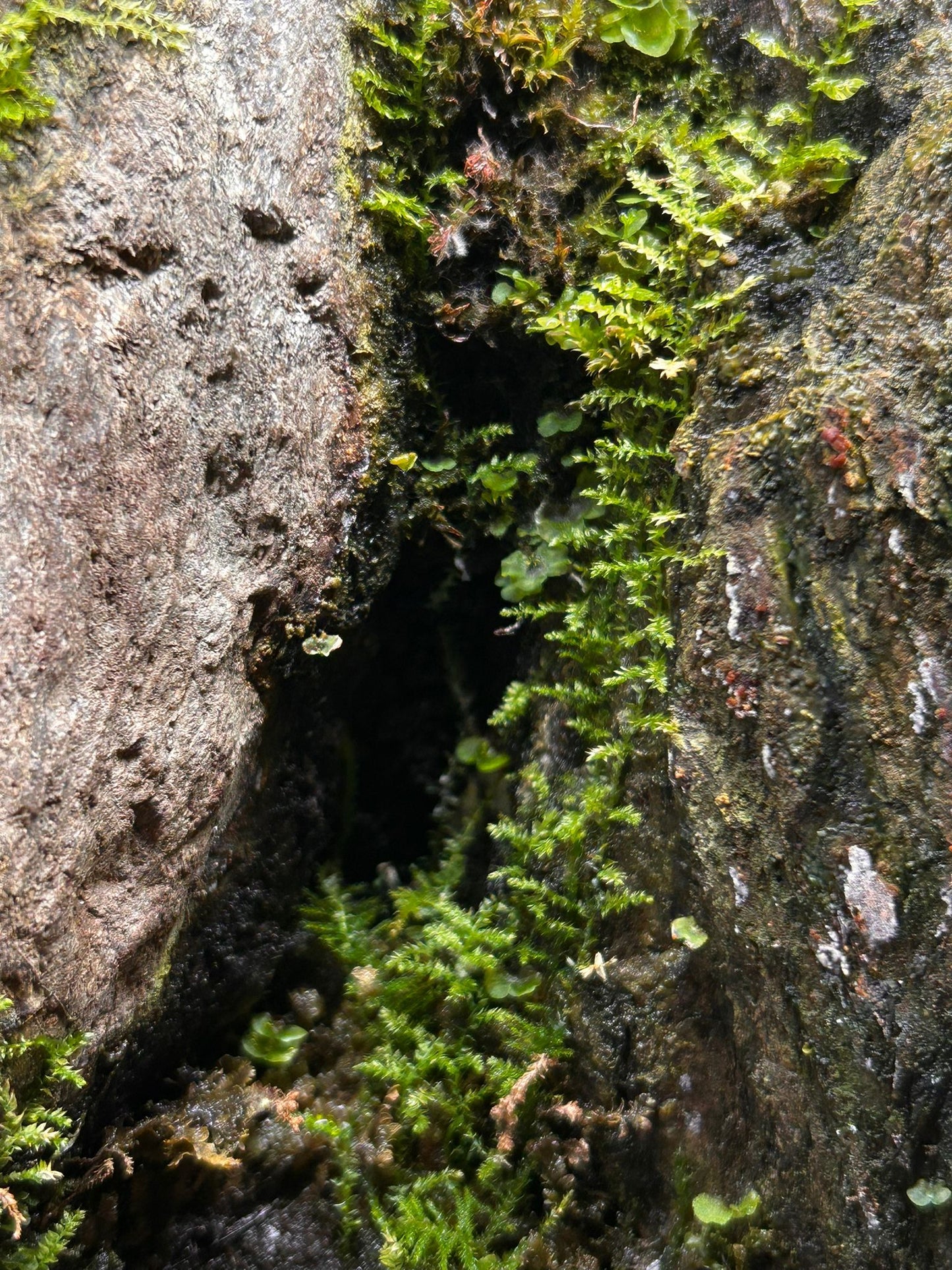 Ancient Italian Mountain Path