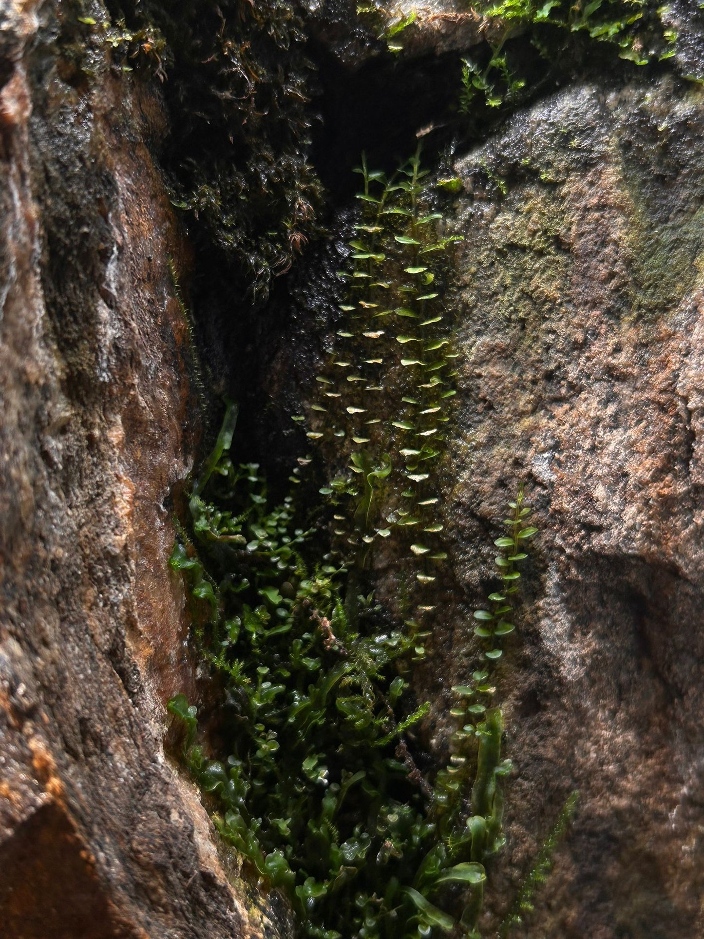 Ancient Italian Mountain Path