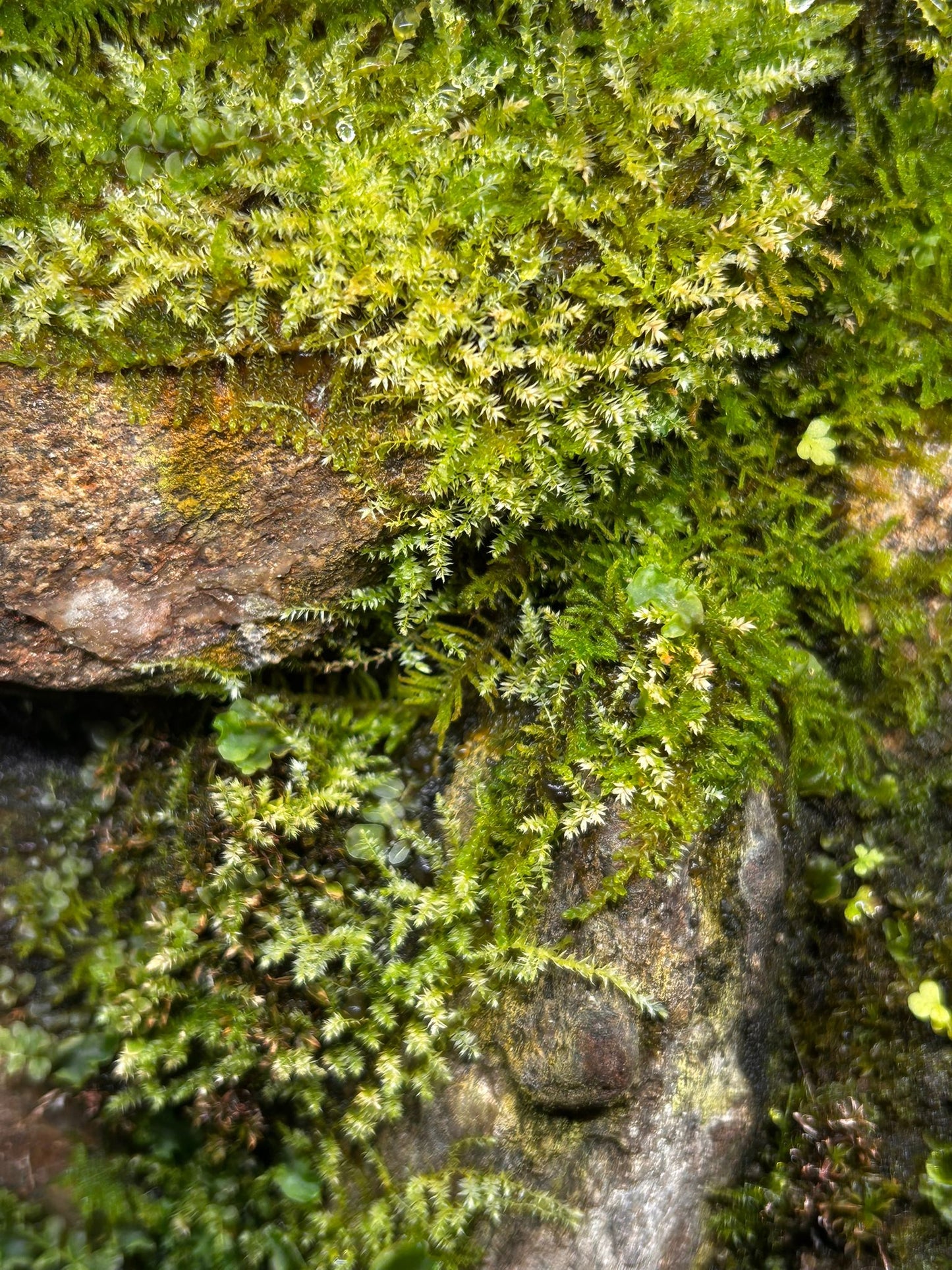 Ancient Italian Mountain Path