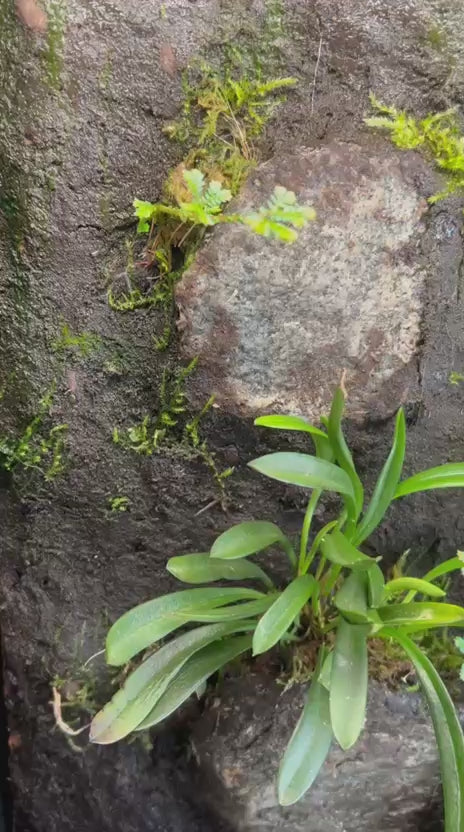 Cloud Forest Minitiatures
